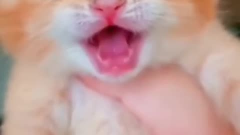 Kitten meowing to attract cats