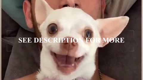 This Cute Little Dog Went Completely Insane!