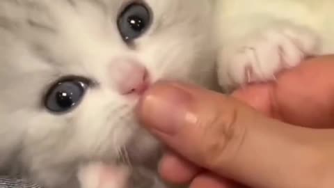 Cute funniest kitten