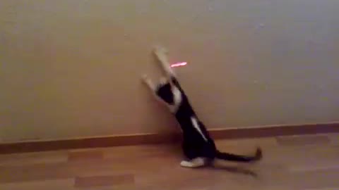 my cat goes crazy with a laser