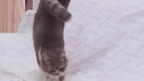 Are cats born to walk upside down?