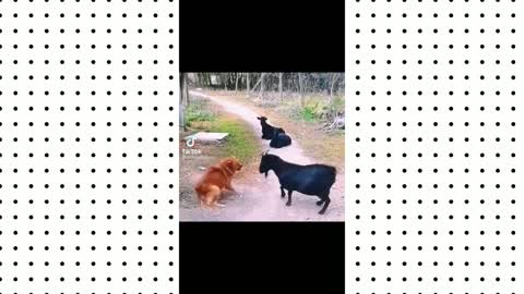 Great fight between dog and goat