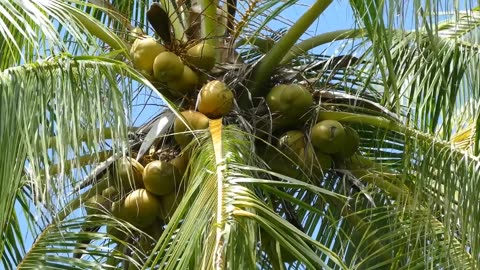 Hank Green's Top 7 Best Coconut Tree Facts!!