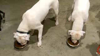 Dogo Feeding Time