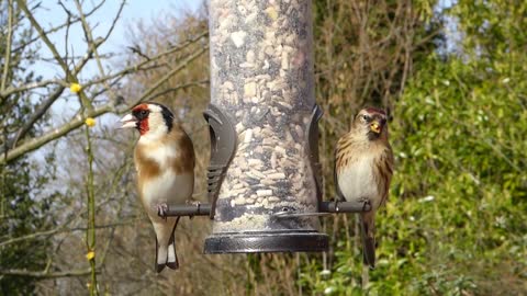 The voice of the goldfinch is beautiful