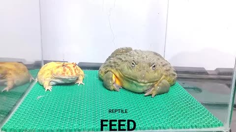 Giant African bullfrog feeding