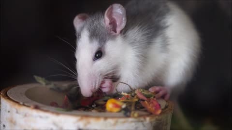 Cute hunry rat