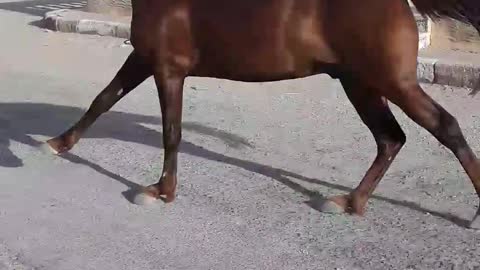 Horse escape and fall