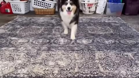 Cute Dog Making Tiktok For The First Time