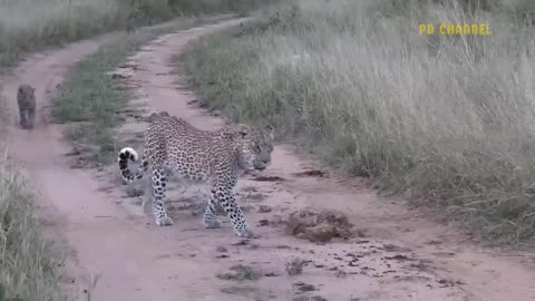 Leopard Risks It All At Extreme Height To Raid Eagle's Nest To Rescue Her Cub But Fail