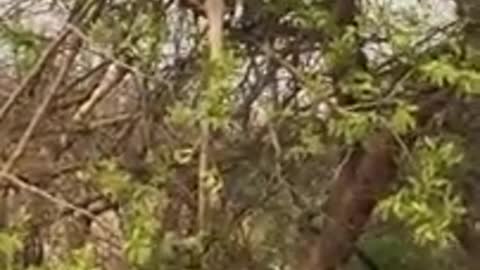 Tger Attack Monkey On Tree Animals Video Wild Animaist Monkey Video.. R