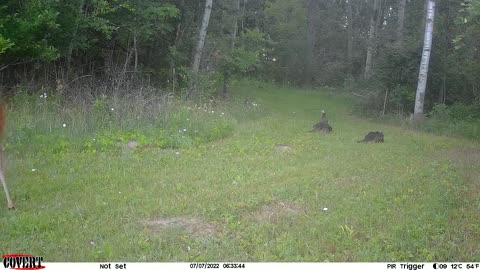 Turkeys protecting the chicks