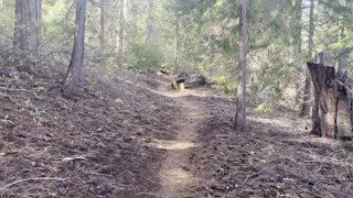 Climbing Up the Steep Forest – Black Butte Trail – Deschutes National Forest – Central Oregon – 4K