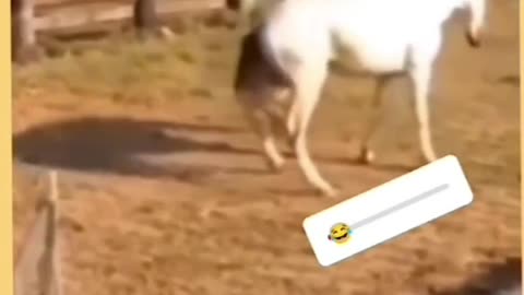 Stubborn Duck kicked by horse