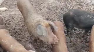 happy pigs