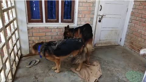 How does a dog matting कुत्ता कैसे मैटिंग करता How does a dog meet कुत्ता कैसे मीटिंग करता है