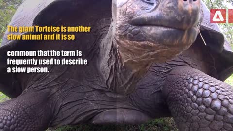 Top 10 Slowest Animals In The World