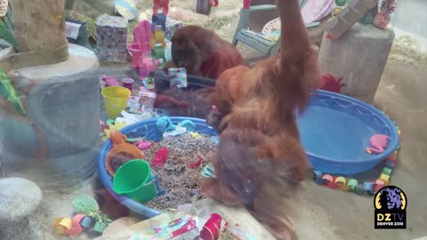 Hesty the Orangutan Celebrates 11th Birthday