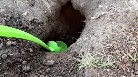Giving a Gopher a Helping Hand Digging