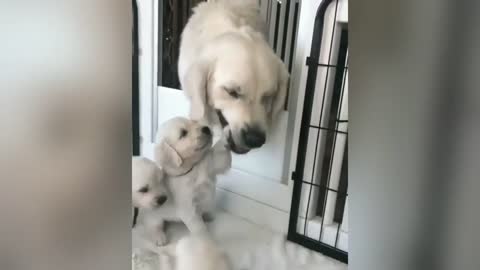 Golden Retriever play with their Mom for the First Time! (BEAUTIFUL)