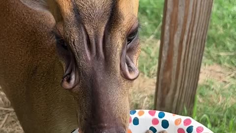 Biscuit the 'Alien' Deer Shows Off His Scent Glands