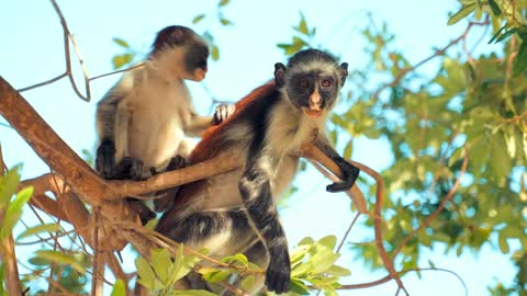 Mother and Baby Monkeys Eating Leaves on Top of the Tree Branches and play happily