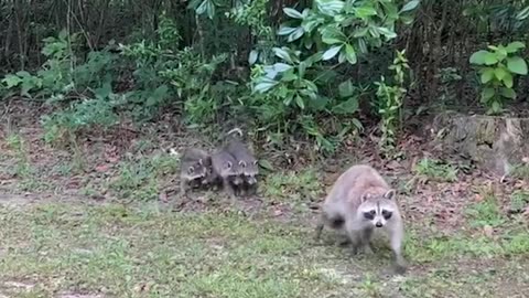 Raccoon brings her new babies to meet this woman every single year ❤️