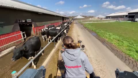 Cow Milk farming