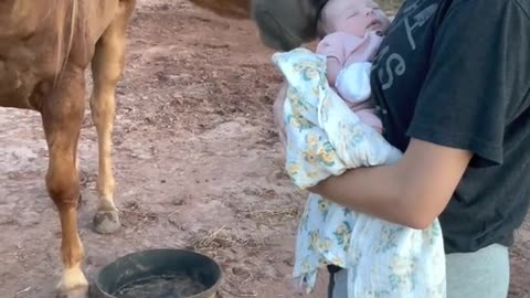 Horse love with baby