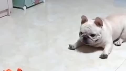 Funny Dog Reaction 😂😂