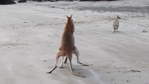 Wallaby Fight on the beach of Cape Hillsborough