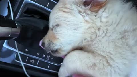 Golden Puppy Leo Cute Sleeping Positions #animals #cat #cats #animal