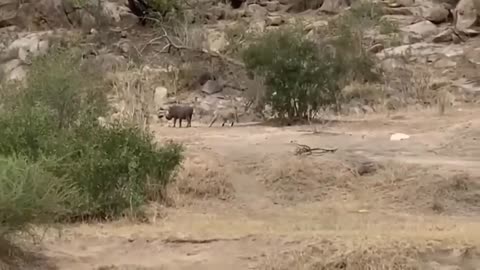 Hyena vs leopard