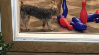 Cricket the Yorkshire Terrier Learns to Bowl