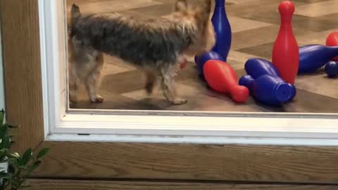 Cricket the Yorkshire Terrier Learns to Bowl