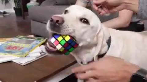 Dog solving cube by it's mouth.