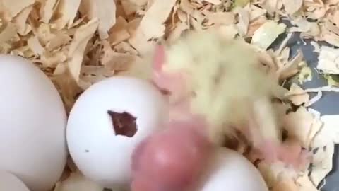 The first moments of the cockatiel's eggs hatching, a wonderful view