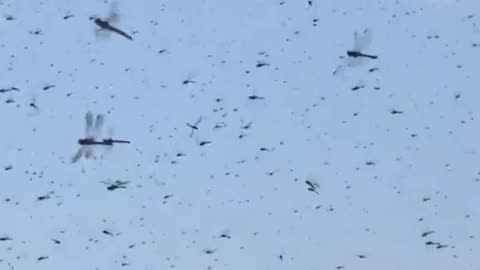Apocalypse on the Beach: Dragonfly Swarm Unleashes Chaos in Rhode Island