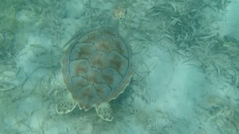 Sea Turtle Swimming Over Sea Grass on the Ocean Floor