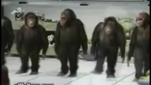 Dancing monkeys
