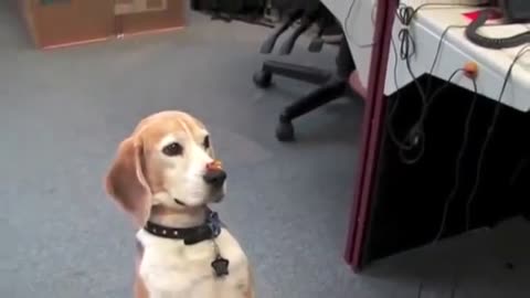 Magic Trick With Dog