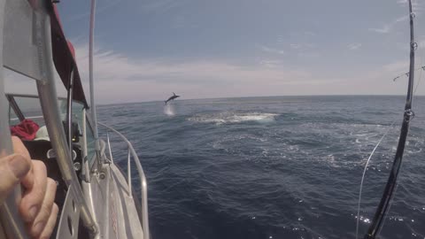 Mako Shark Goes Airborne Trying to Unhook Itself