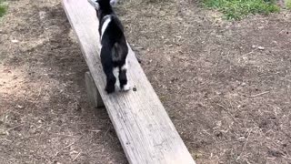 Baby Pygmy Goat Plays on Seesaw