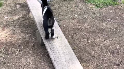 Baby Pygmy Goat Plays on Seesaw