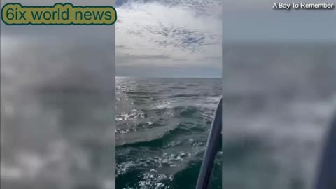 Thresher shark leaping in the waves of UK coast