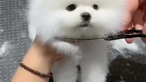 Fixing a dog's hair is so cute, don't you think?