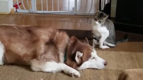 Cat bullies Husky...So sweet!