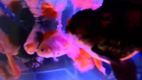 beautiful cute funny happy dancing goldfish ranchu pearl ikan emas mutiara bagus indah keren