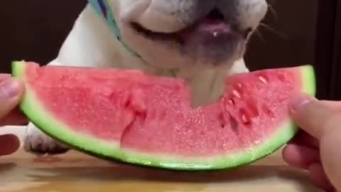 Funny Dog Eating watermelon 🍉 yummy 😋