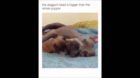puppy playing with big dog